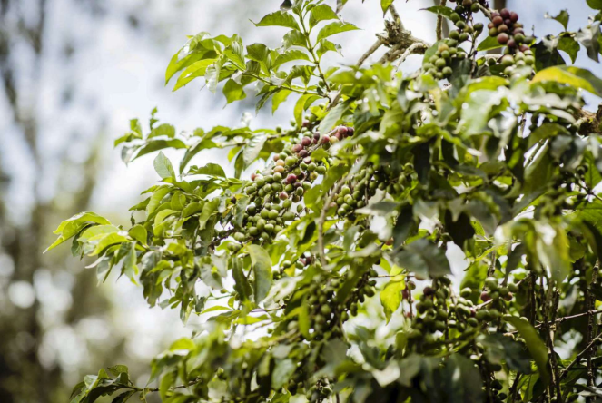 Image of coffee plant.