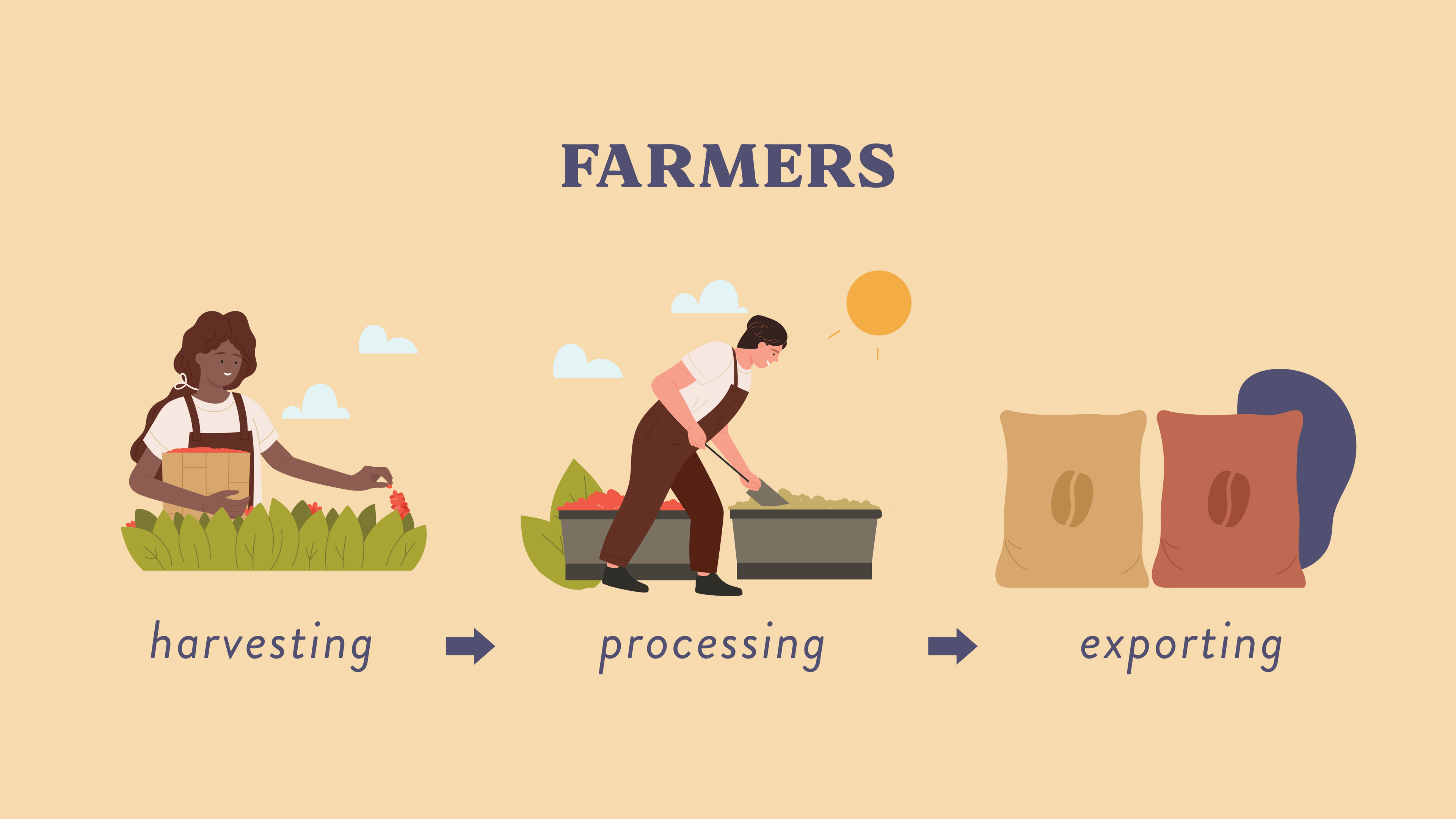 Graphic Image of Farmers harvesting, processing and exporting coffee.