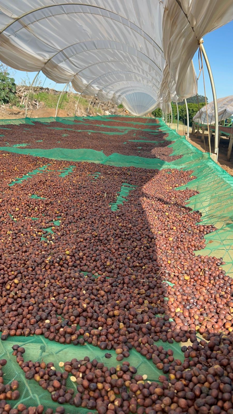 image of coffee drying at Bom Jesus