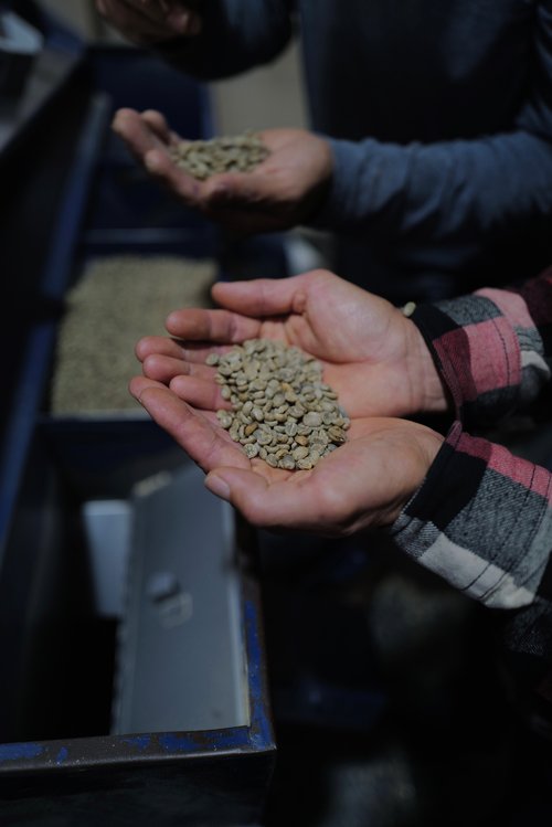 Image of green coffee in hands.