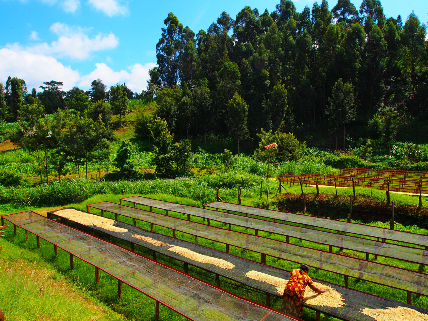 Image of coffee drying tables.