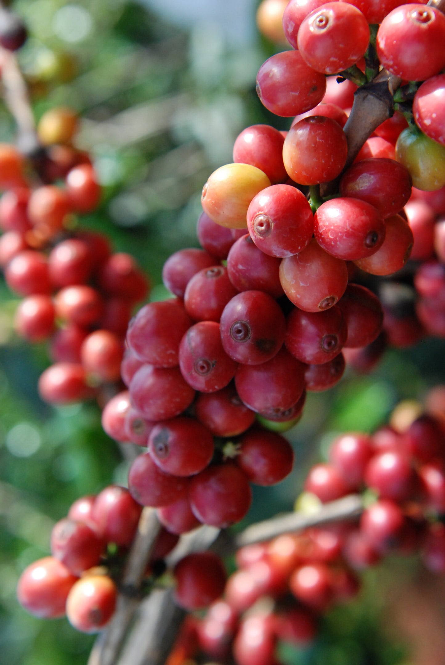 Image of red coffee cherries.