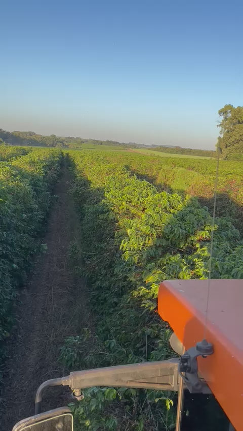 video of mechanical harvest at Bom Jesus